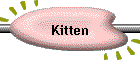 Kitten